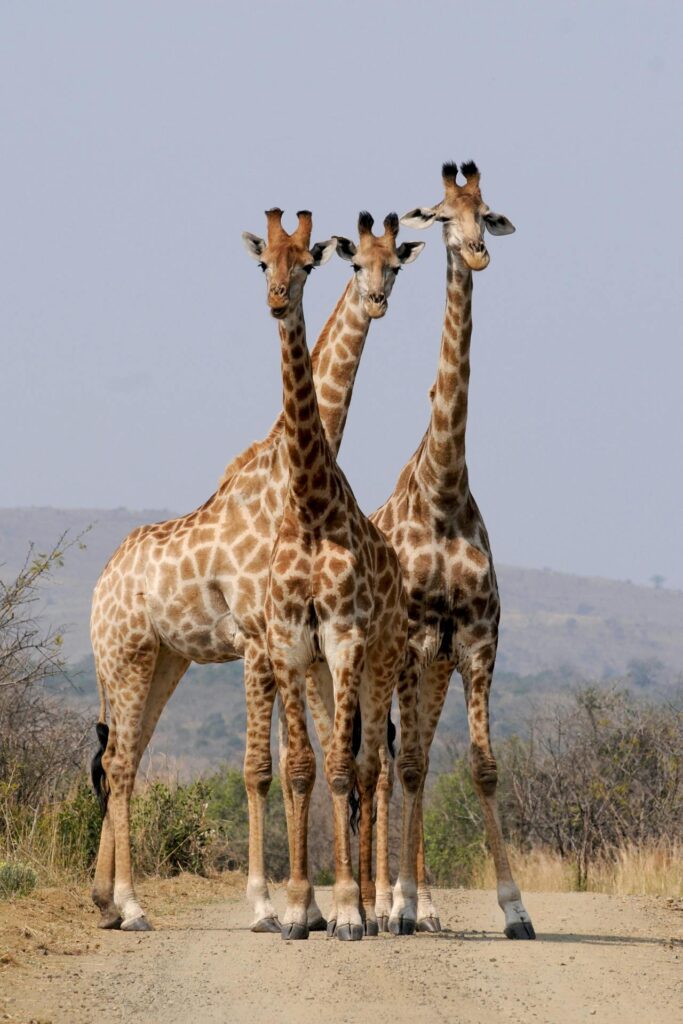 three giraffes looking at the camera