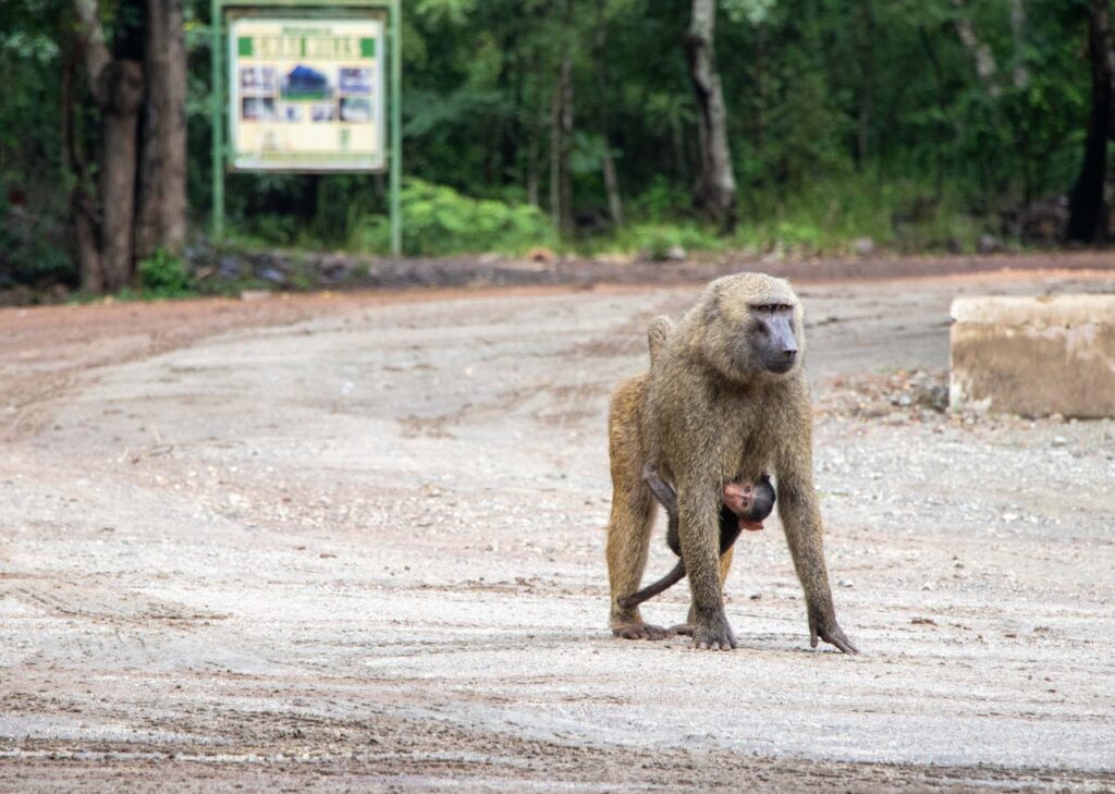 monkey or baboon in east africa road